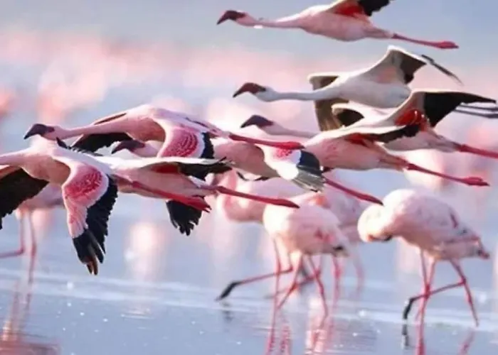 Nissi 3 Pool Access Garden Daire *