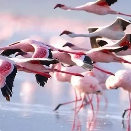 Nissi 3 Pool Access Garden דירה *